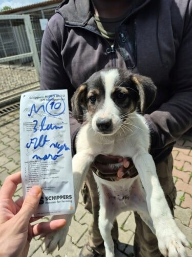 Sadio, chien à l'adoption chez Remember Me France