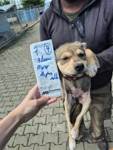 Salah, chien à l'adoption chez Remember Me France