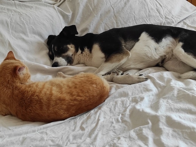 Salome, chien à l'adoption chez Remember Me France