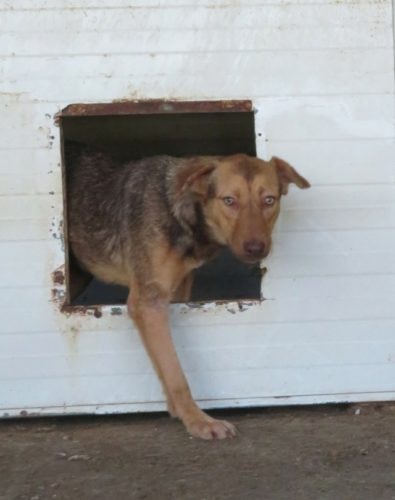 Samm, chien à l'adoption chez Remember Me France