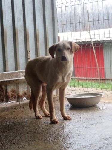 Sammy, chien à l'adoption chez Remember Me France