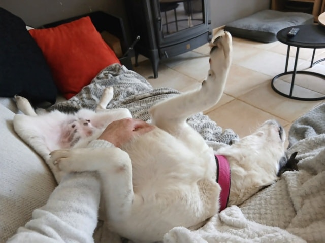 Samoa, chien à l'adoption chez Remember Me France