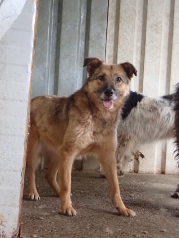 Samsara, chien à l'adoption chez Remember Me France