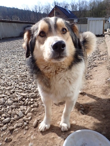 Sancho, dog for adoption at Remember Me France
