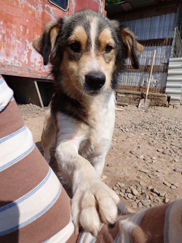 Sancho, chien à l'adoption chez Remember Me France