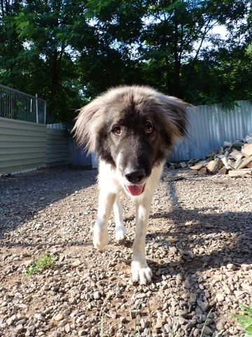 Sangoku, dog for adoption at Remember Me France