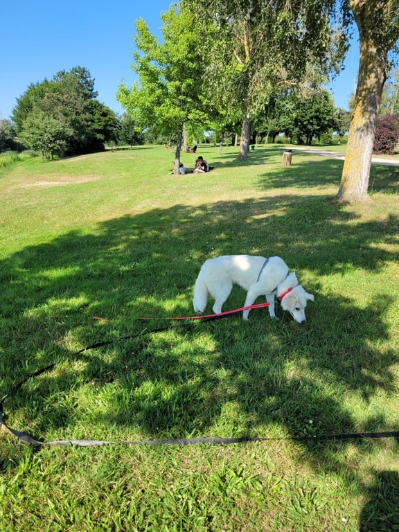 Santa Fe, chien sauvé par Remember Me France