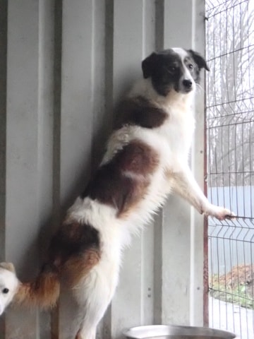 Saruta, chien à l'adoption chez Remember Me France
