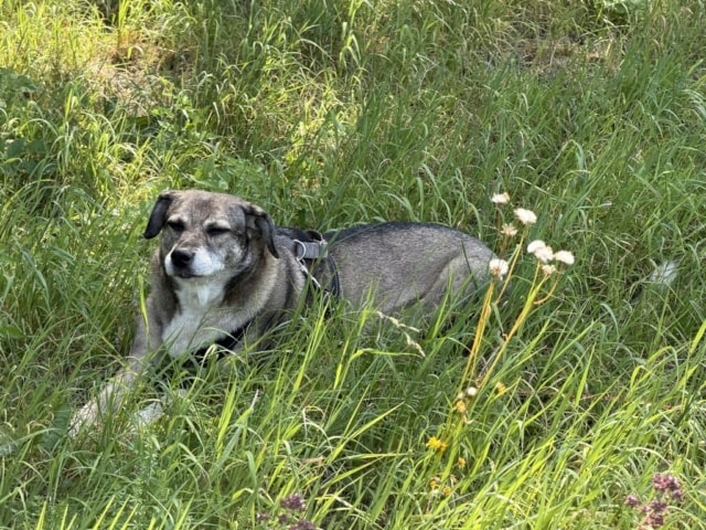 Scapa, chien à l'adoption chez Remember Me France