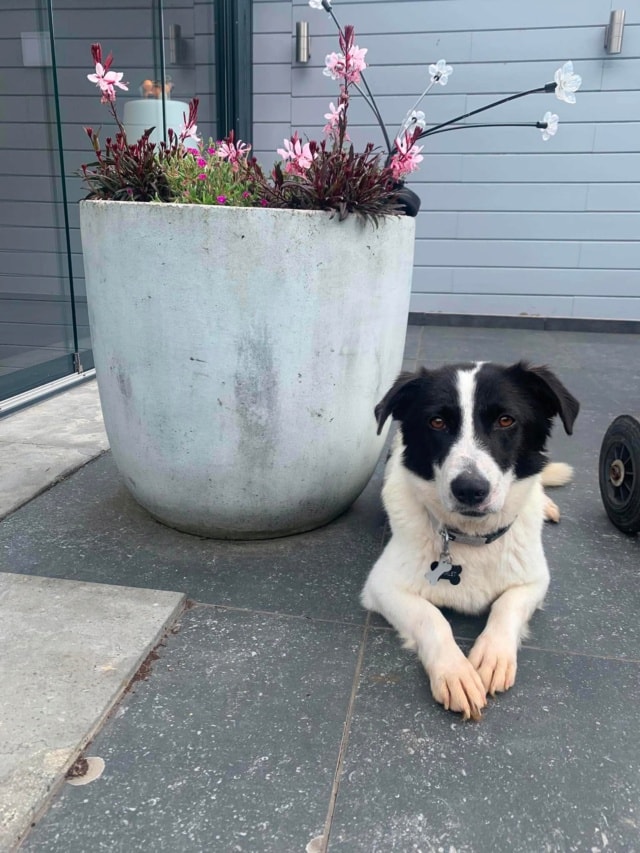 Scarlet, chien à l'adoption chez Remember Me France
