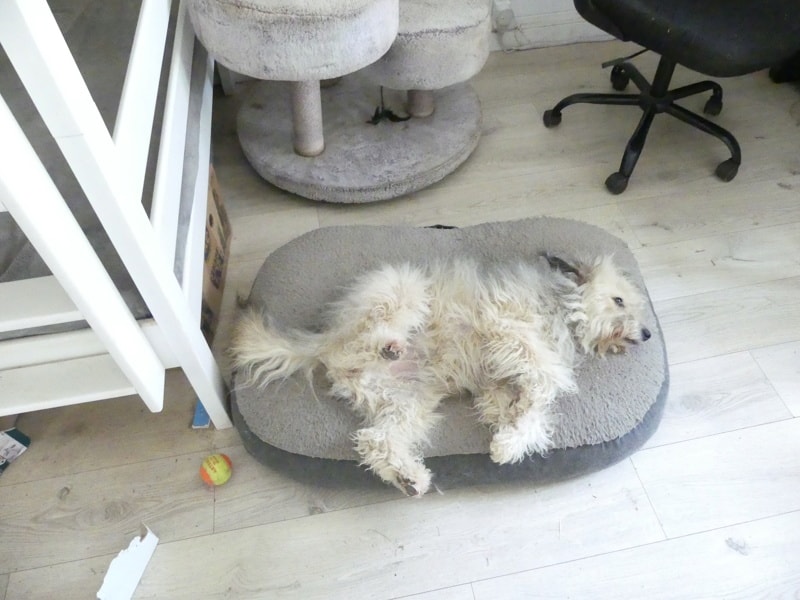 Scarlett, chien à l'adoption chez Remember Me France