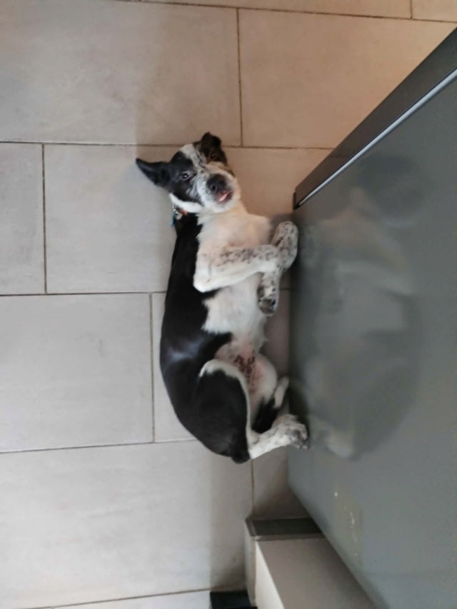 Scouby, chien à l'adoption chez Remember Me France