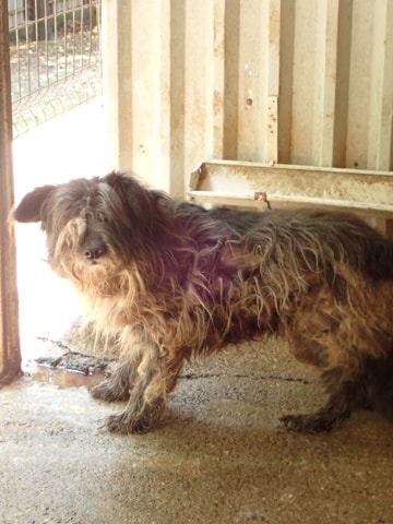 Scruffy, chien à l'adoption chez Remember Me France