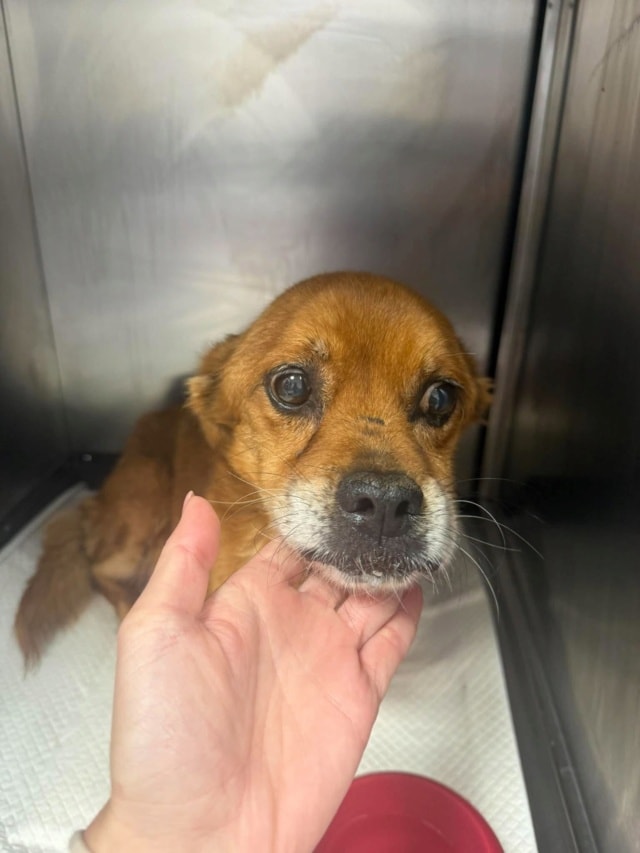 Photo de Scrunch, à l'adoption