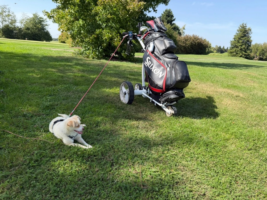 Scudie, chien à l'adoption chez Remember Me France