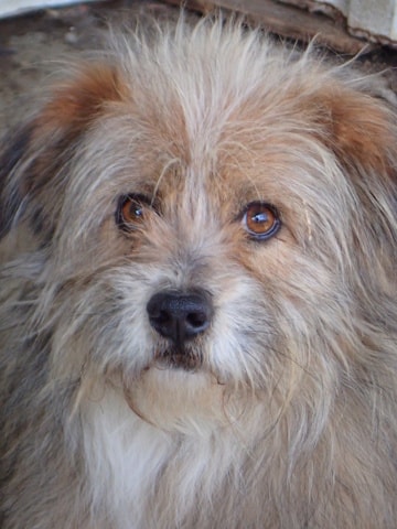 Senator, chien à l'adoption chez Remember Me France