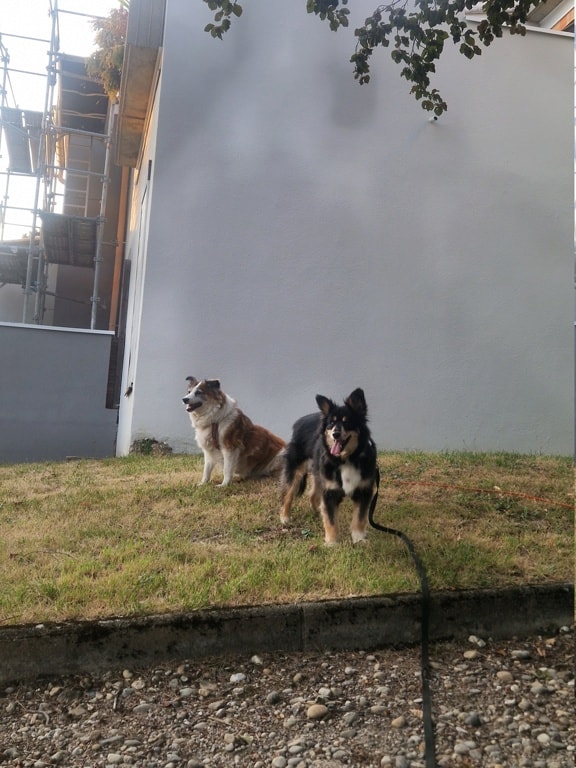 Sencha, chien à l'adoption chez Remember Me France