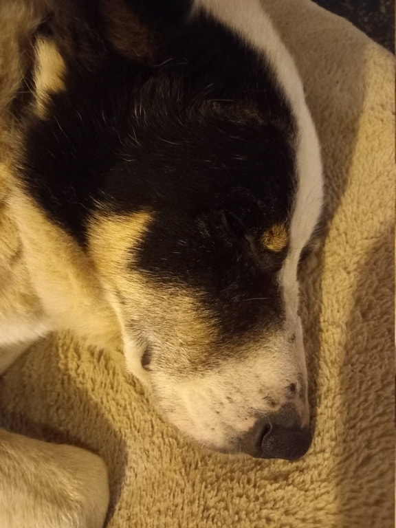 September, chien à l'adoption chez Remember Me France