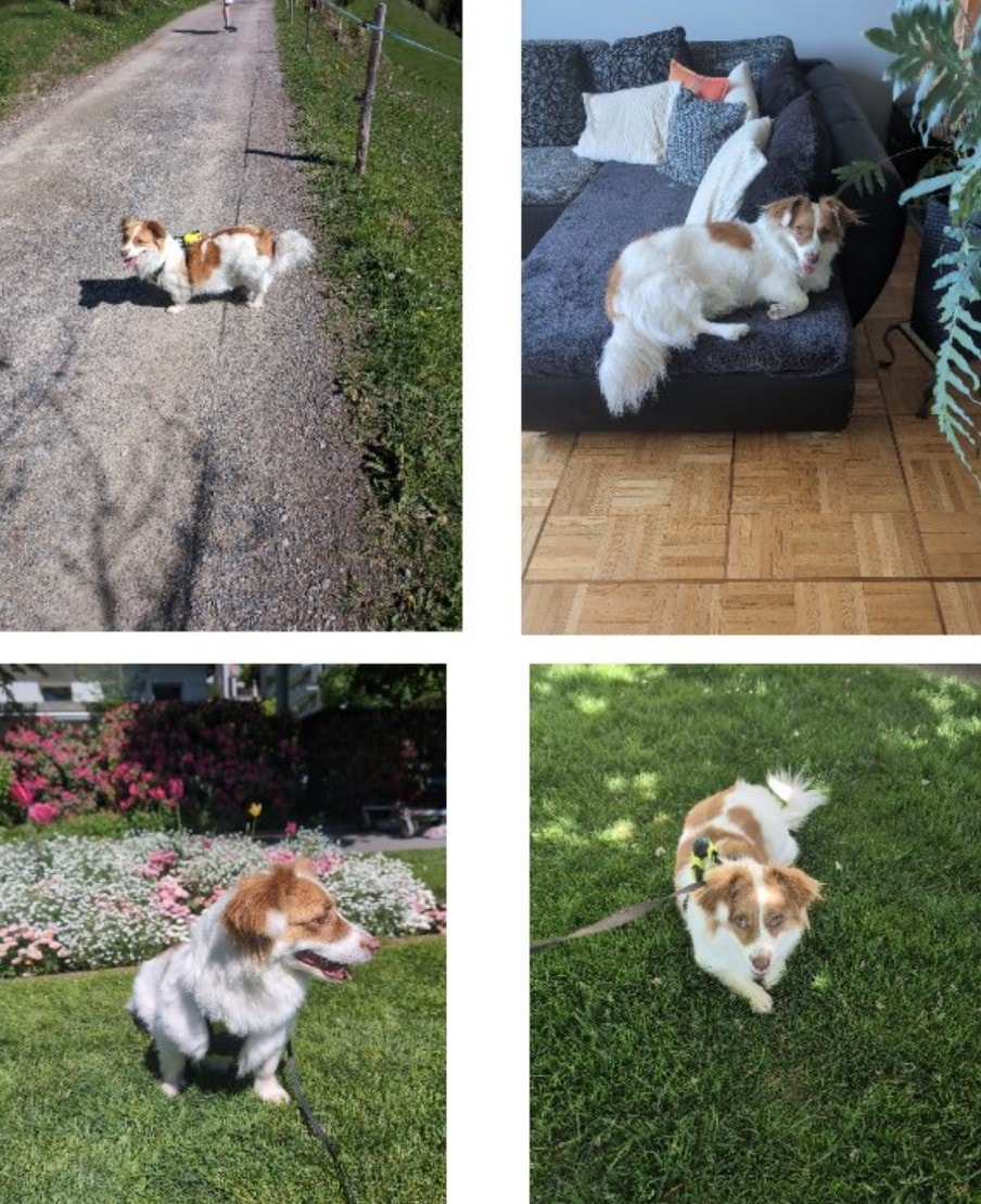 Shallan, chien à l'adoption chez Remember Me France