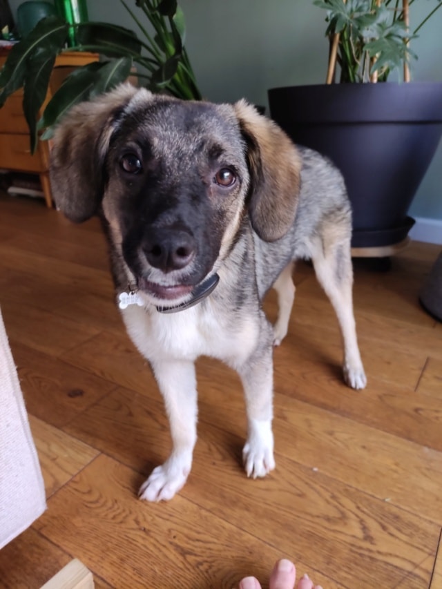Shark, chien à l'adoption chez Remember Me France