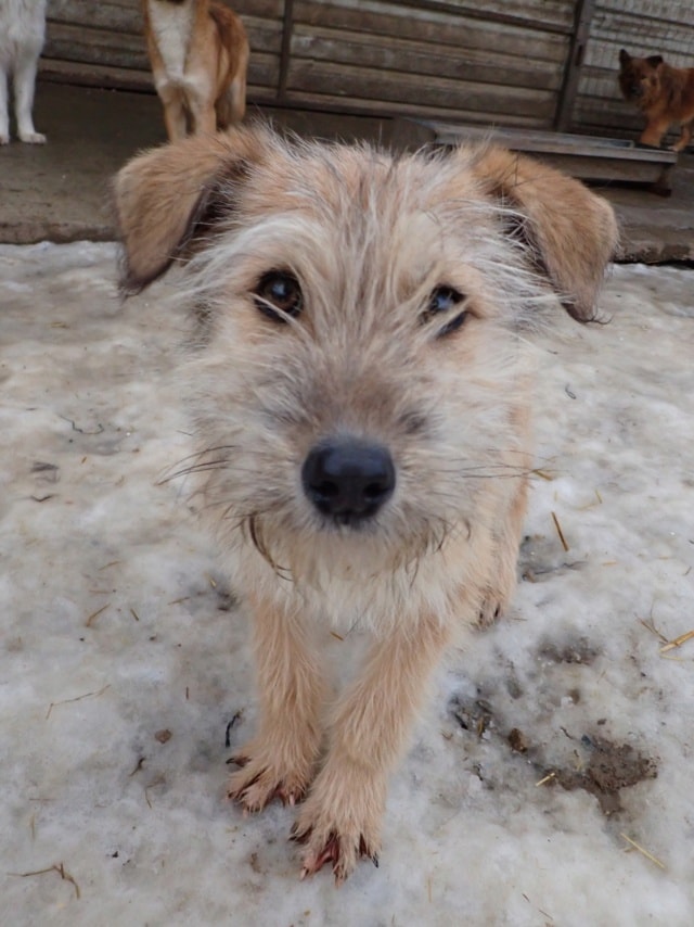 Shepard, chien à l'adoption chez Remember Me France