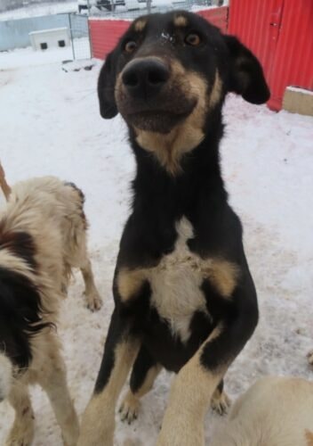 Sherkan, chien à l'adoption chez Remember Me France