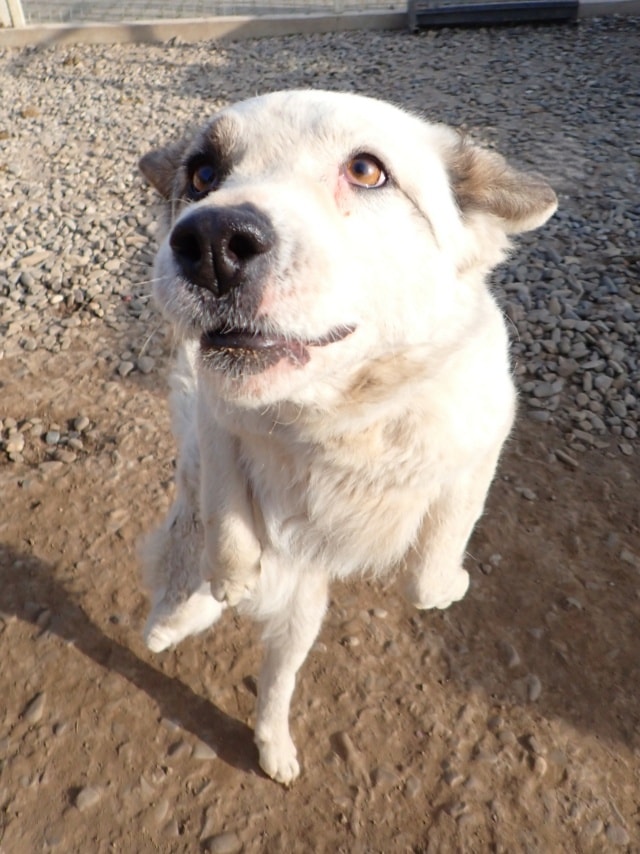 Shiny, chien à l'adoption chez Remember Me France