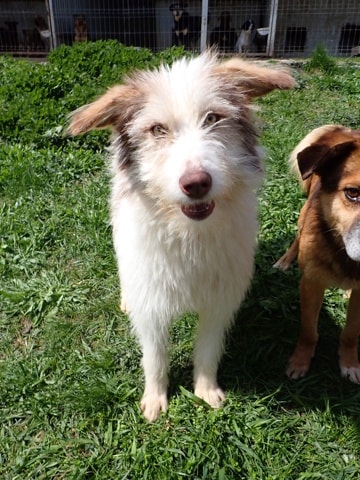 Shyley, dog for adoption at Remember Me France