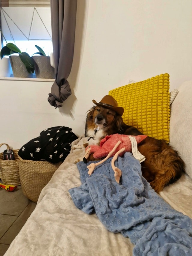 Sidd, chien à l'adoption chez Remember Me France