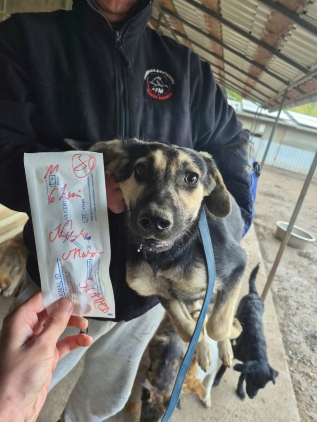 Photo de Sigard, à l'adoption