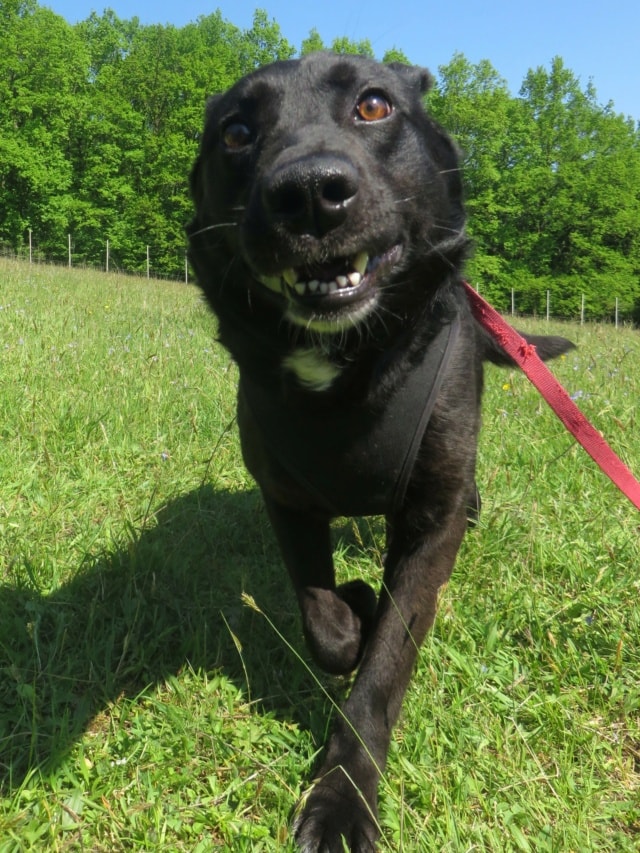Sigismund, chien à l'adoption chez Remember Me France