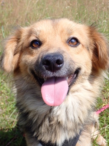 Sihane, chien à l'adoption chez Remember Me France