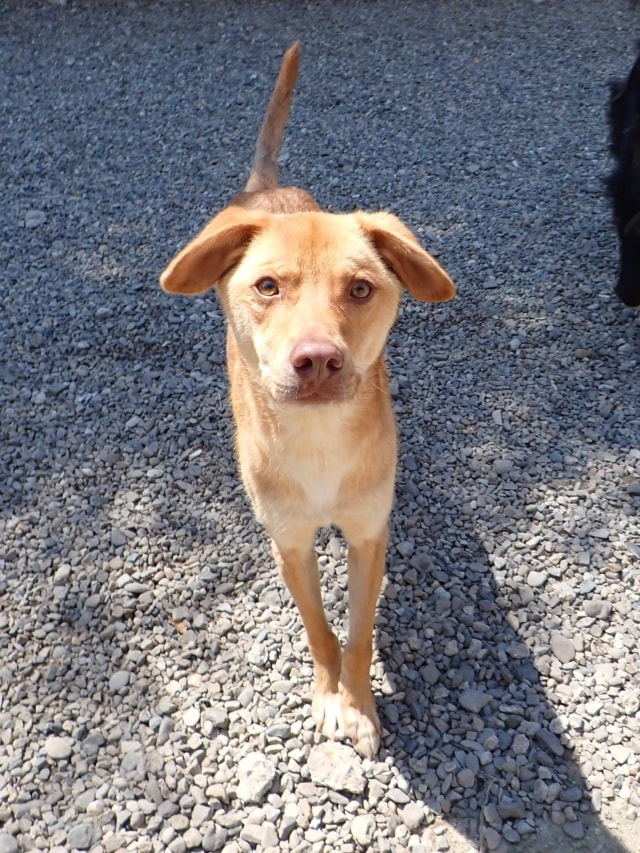 Silco, chien à l'adoption chez Remember Me France
