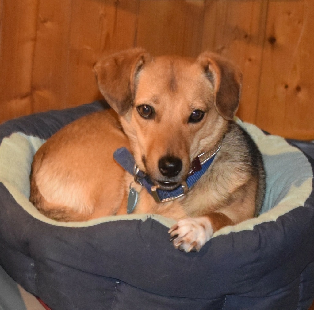 Sintra, chien à l'adoption chez Remember Me France