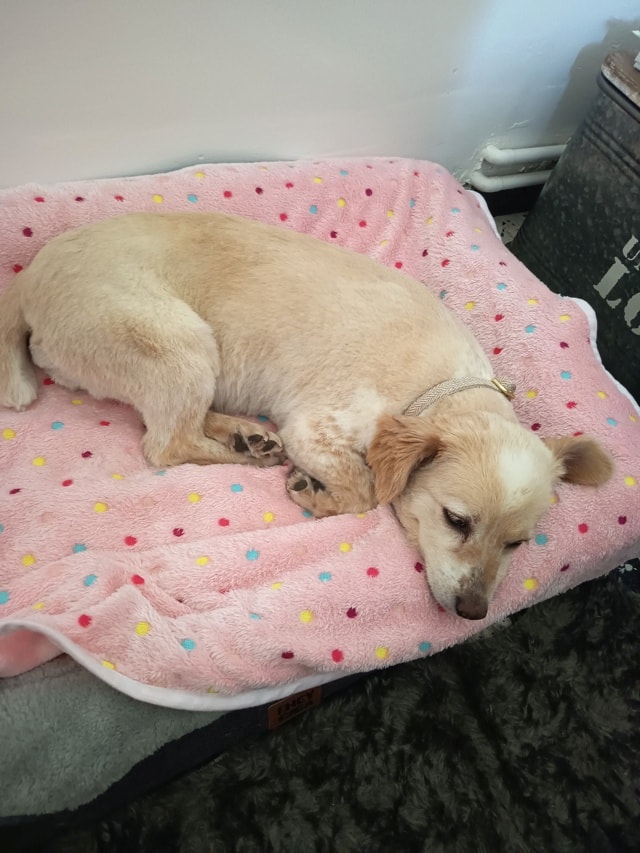 Sissou, chien à l'adoption chez Remember Me France