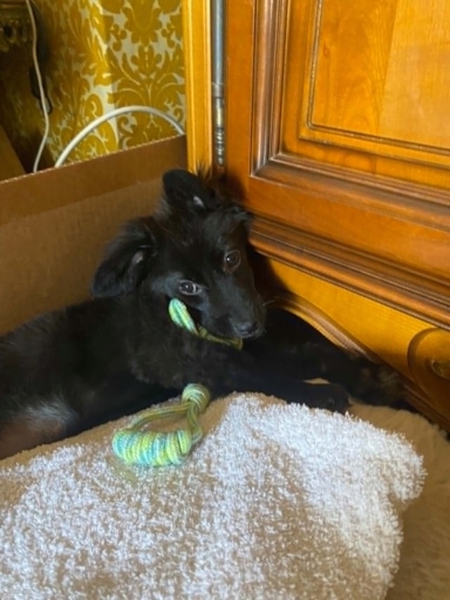 Sitka, chien sauvé par Remember Me France
