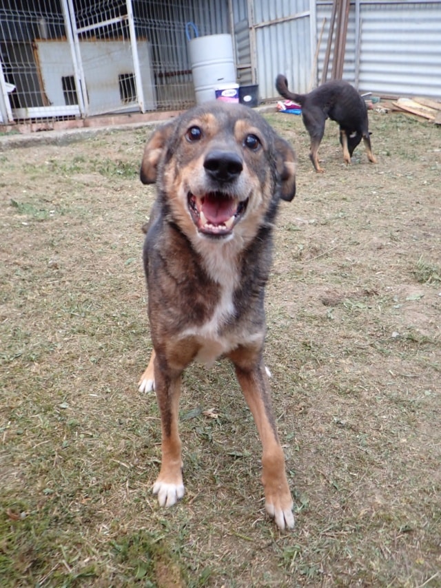 Skenner, chien à l'adoption chez Remember Me France