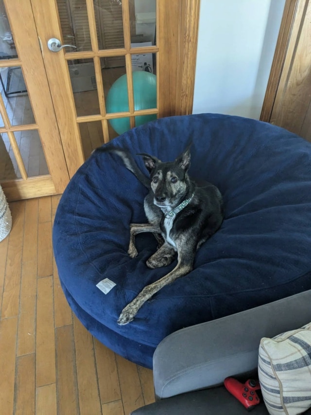 Skippy, chien à l'adoption chez Remember Me France