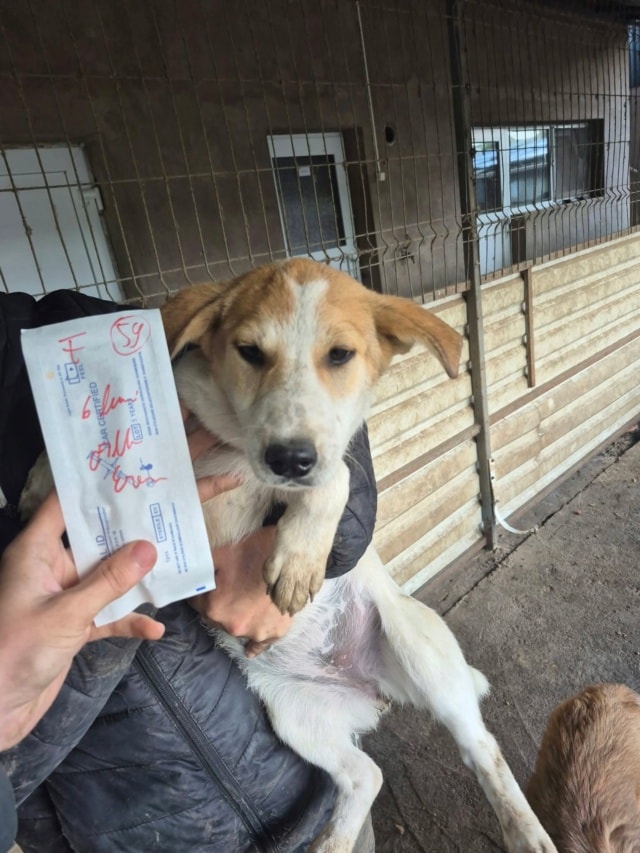 Photo de Skoty, à l'adoption