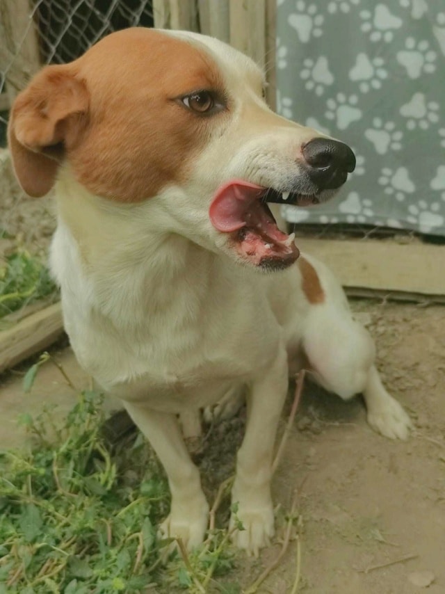 Smartie, chien à l'adoption chez Remember Me France