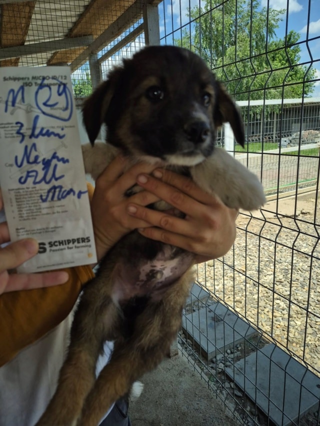 Smocky, chien à l'adoption chez Remember Me France
