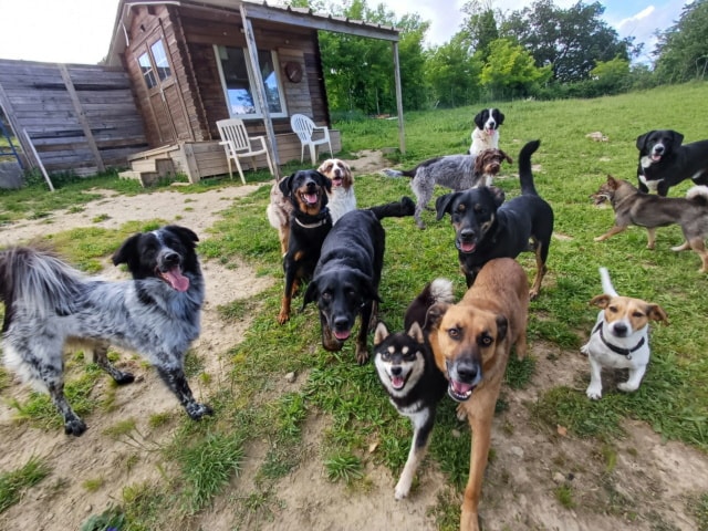 Snake, chien à l'adoption chez Remember Me France