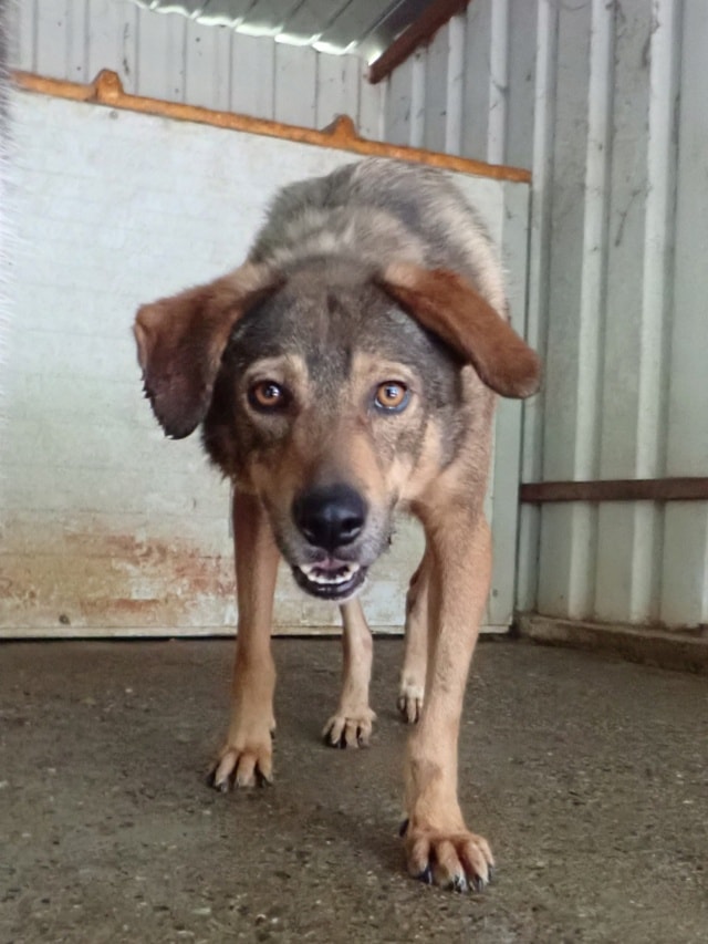 Snatch, chien à l'adoption chez Remember Me France