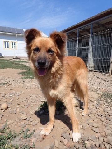 Snoopy, chien à l'adoption chez Remember Me France