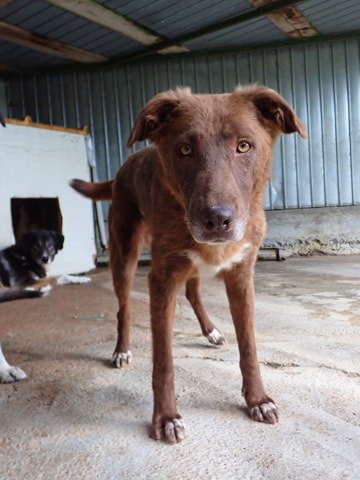 Solaar, chien à l'adoption chez Remember Me France