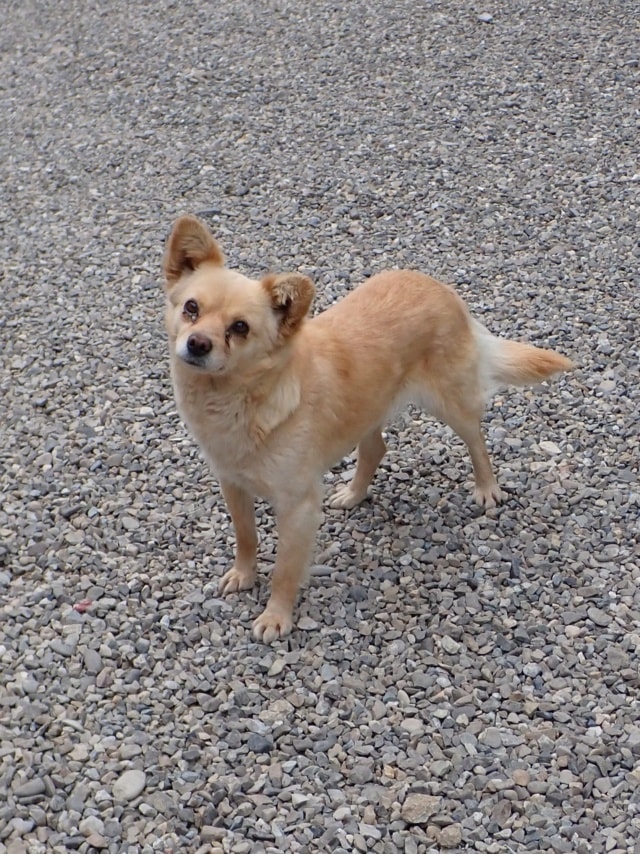 Soline, chien à l'adoption chez Remember Me France
