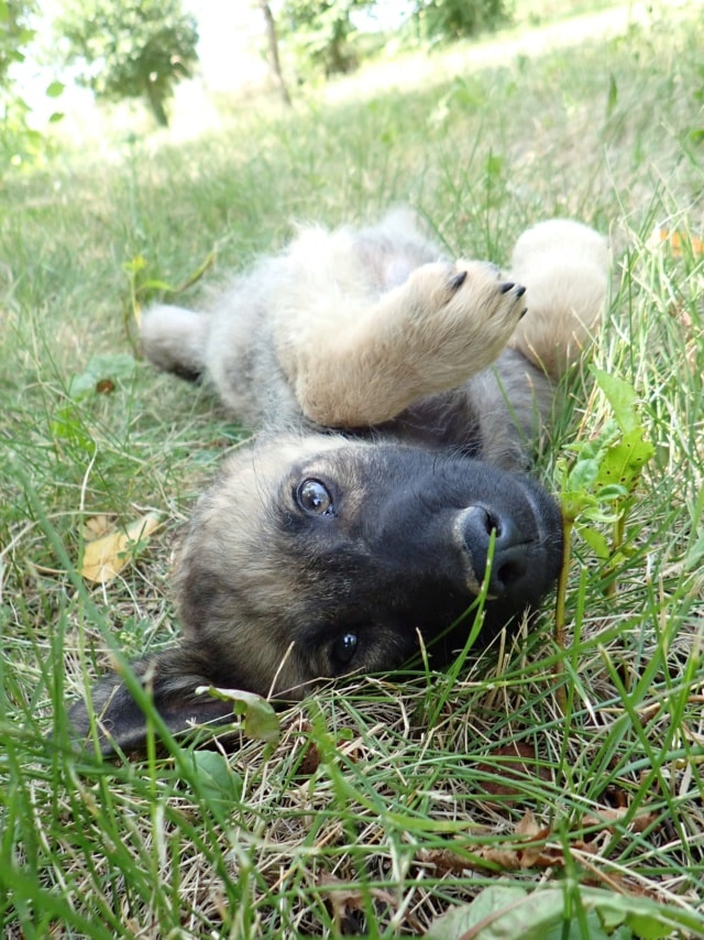 Soprano, dog for adoption at Remember Me France