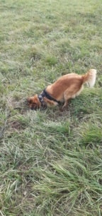 Soria, a dog rescued by Remember Me France