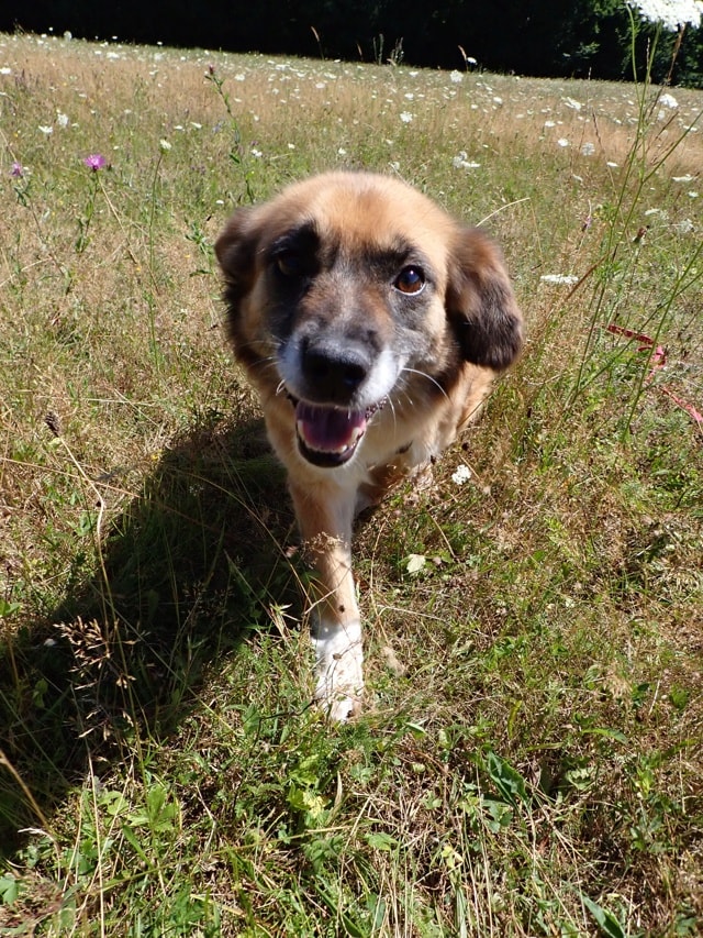 Sorina, chien à l'adoption chez Remember Me France