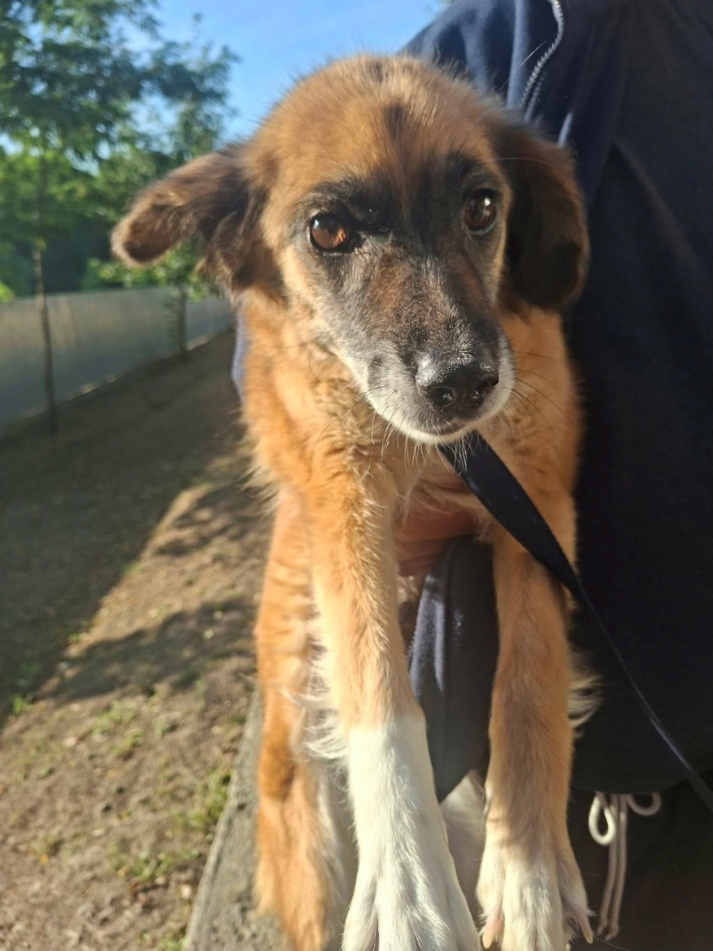 Sorina, chien sauvé par Remember Me France